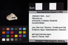 Foto (Objket + Etiketten) von Cracensigillatus gracilirostrus (Robins et al., 2013) 